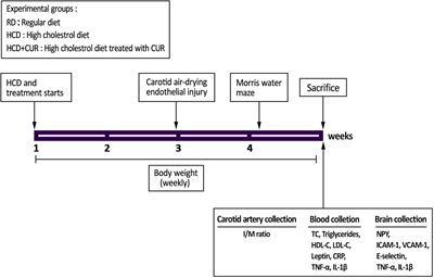 A Comorbid Rat Model of Neuroendocrine-Immune System Alterations Under the Impact of Risk Factors for Stroke